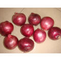 Cebola vermelha fresca para exportação (3-5cm)